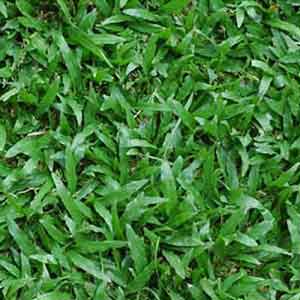 Gạch lát sân vườn 40x40 MC 404 - Image 3